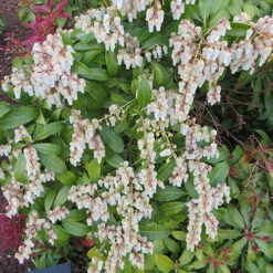Pieris Collection 15 Pieris Collection -Garden Plants Sales 511126 6