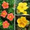 Potentilla Collection -Garden Plants Sales 511139
