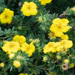 Potentilla Collection -Garden Plants Sales 511139 2
