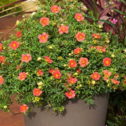 Potentilla Collection -Garden Plants Sales 511139 4