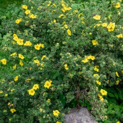 Potentilla Collection -Garden Plants Sales 511139 5