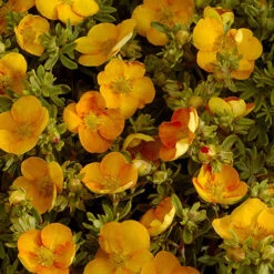 Potentilla Collection -Garden Plants Sales 511139 6
