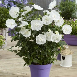 Double Flowered 'Chiffon' Hibiscus Collection -Garden Plants Sales 511167 1