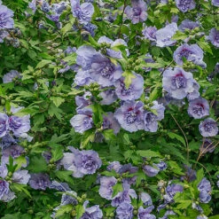 Double Flowered 'Chiffon' Hibiscus Collection -Garden Plants Sales 511167 2