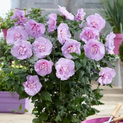 Double Flowered 'Chiffon' Hibiscus Collection -Garden Plants Sales 511167 3