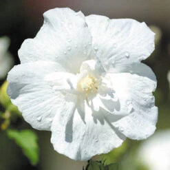 Double Flowered 'Chiffon' Hibiscus Collection -Garden Plants Sales 511167 4