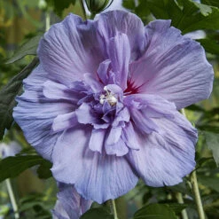 Double Flowered 'Chiffon' Hibiscus Collection -Garden Plants Sales 511167 5