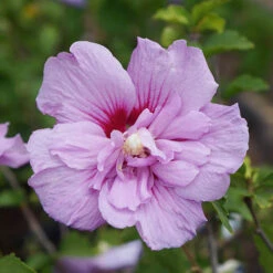 Double Flowered 'Chiffon' Hibiscus Collection -Garden Plants Sales 511167 6