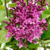 Syringa Bloomerang 'Dark Purple' 1 Syringa Bloomerang 'Dark Purple' -Garden Plants Sales 511248