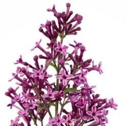 Syringa Bloomerang 'Dark Purple' -Garden Plants Sales 511248 1