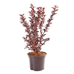 Lagerstroemia Indica 'Crimson Red Black Diamond' -Garden Plants Sales 511250 3