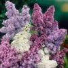 Syringa Vulgaris, Lilac Tricolor -Garden Plants Sales 511257