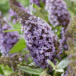 Buddleia Davidii 'Butterfly Candy' Collection 9cm X3 -Garden Plants Sales 511286 3