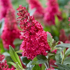 Buddleia Davidii 'Butterfly Candy' Collection 9cm X3 -Garden Plants Sales 511286 4