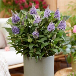 Buddleia Davidii 'Butterfly Candy' Collection 9cm X3 -Garden Plants Sales 511286 6