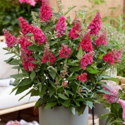 Buddleia Davidii 'Butterfly Candy' Collection 9cm X3 -Garden Plants Sales 511286 7