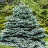 Picea Pungens 'Super Blue'