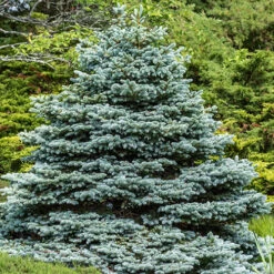 Picea Pungens 'Super Blue'