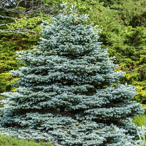 Picea Pungens 'Super Blue' 3 Picea Pungens 'Super Blue'