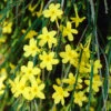 Winter Jasmine 'Jasminum Nudiflorum' -Garden Plants Sales 511331