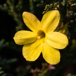 Winter Jasmine 'Jasminum Nudiflorum' -Garden Plants Sales 511331 2