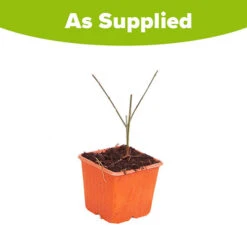 Winter Jasmine 'Jasminum Nudiflorum' -Garden Plants Sales 511331 4