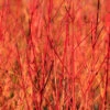 Cornus 'Midwinter Fire' 1 Cornus 'Midwinter Fire' -Garden Plants Sales 511360