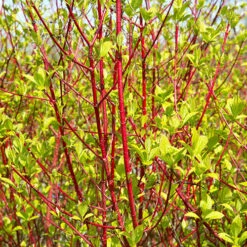 Cornus 'Midwinter Fire' -Garden Plants Sales 511360 2