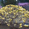Edgeworthia Chrysantha Grandiflora 'Paper Bush' 3L -Garden Plants Sales 511366