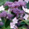 Hydrangea Villosa Velvet And Lace 1 Hydrangea Villosa Velvet And Lace -Garden Plants Sales 511384