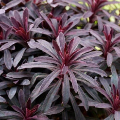 Euphorbia Miner's Merlot 9cm X 3 -Garden Plants Sales 511386 1