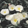 Silverbush 1 Silverbush -Garden Plants Sales 511390