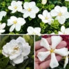 Gardenia Collection 2 Gardenia Collection -Garden Plants Sales 511452