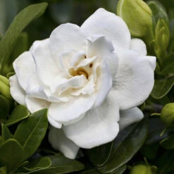 Gardenia Collection -Garden Plants Sales 511452 2