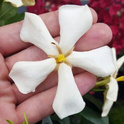 Gardenia Collection -Garden Plants Sales 511452 3