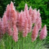 Pink Pampas Grass - Cortaderia Selloana ?Rosea? -Garden Plants Sales 511482