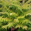 Rhus Typhina ?Tiger Eyes? -Garden Plants Sales 511483