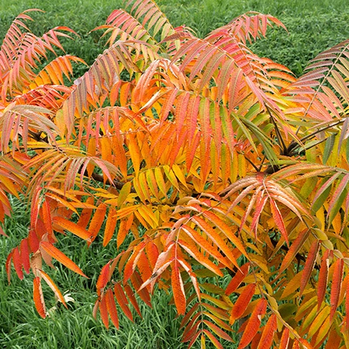 Rhus Typhina ?Tiger Eyes? 4 Rhus Typhina ?Tiger Eyes? - Image 2