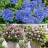 Flowering Shrub Collection Set Of 3 -Garden Plants Sales 511486