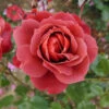 Rose 'Hot Chocolate' 2 Rose 'Hot Chocolate' -Garden Plants Sales 530056