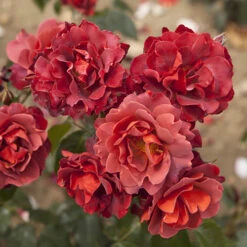 Rose 'Hot Chocolate' -Garden Plants Sales 530056 2