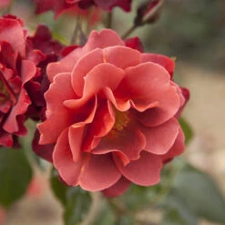 Rose 'Hot Chocolate' -Garden Plants Sales 530056 3