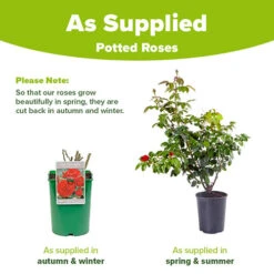 Rose 'Hot Chocolate' -Garden Plants Sales 530056 4