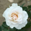 Rose 'Margaret Merrill' -Garden Plants Sales 530057