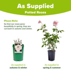 Climbing Rose New Dawn -Garden Plants Sales 530185 2