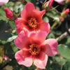 Rose Of The Year 2015 'For Your Eyes Only' -Garden Plants Sales 530200