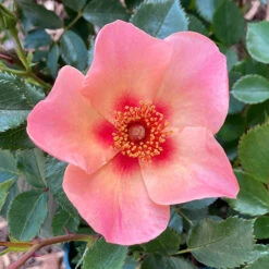 Rose Of The Year 2015 'For Your Eyes Only' -Garden Plants Sales 530200 2