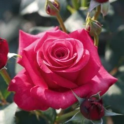 Rose 'Timeless Charisma'