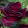 Rose 'Black Baccara' -Garden Plants Sales 530513