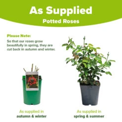 Rose 'Black Baccara' -Garden Plants Sales 530513 2